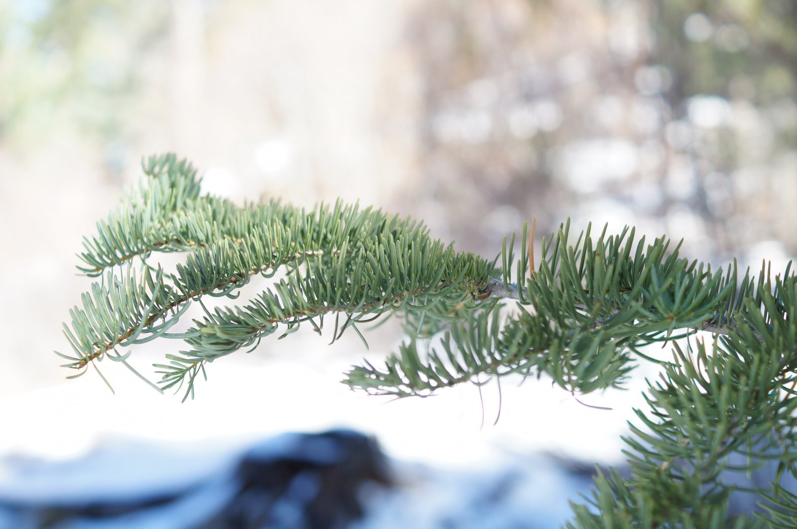 Tree Leaves at Big Bear Lake