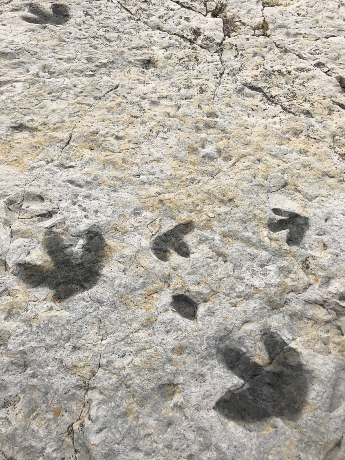 Dinosaur Ridge Fossil Tracks