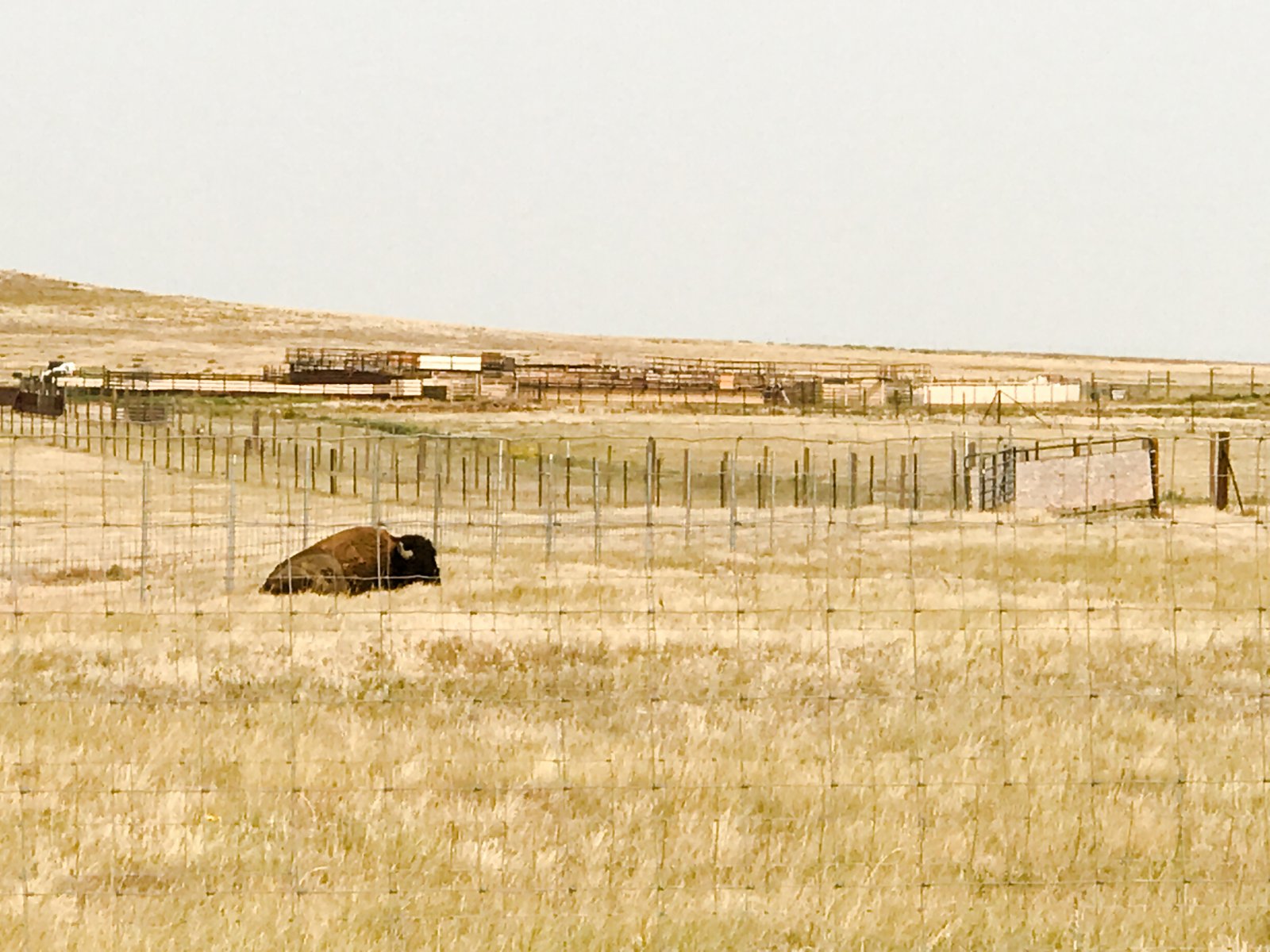 Rocky Mountain Arsenal Refuge Bison