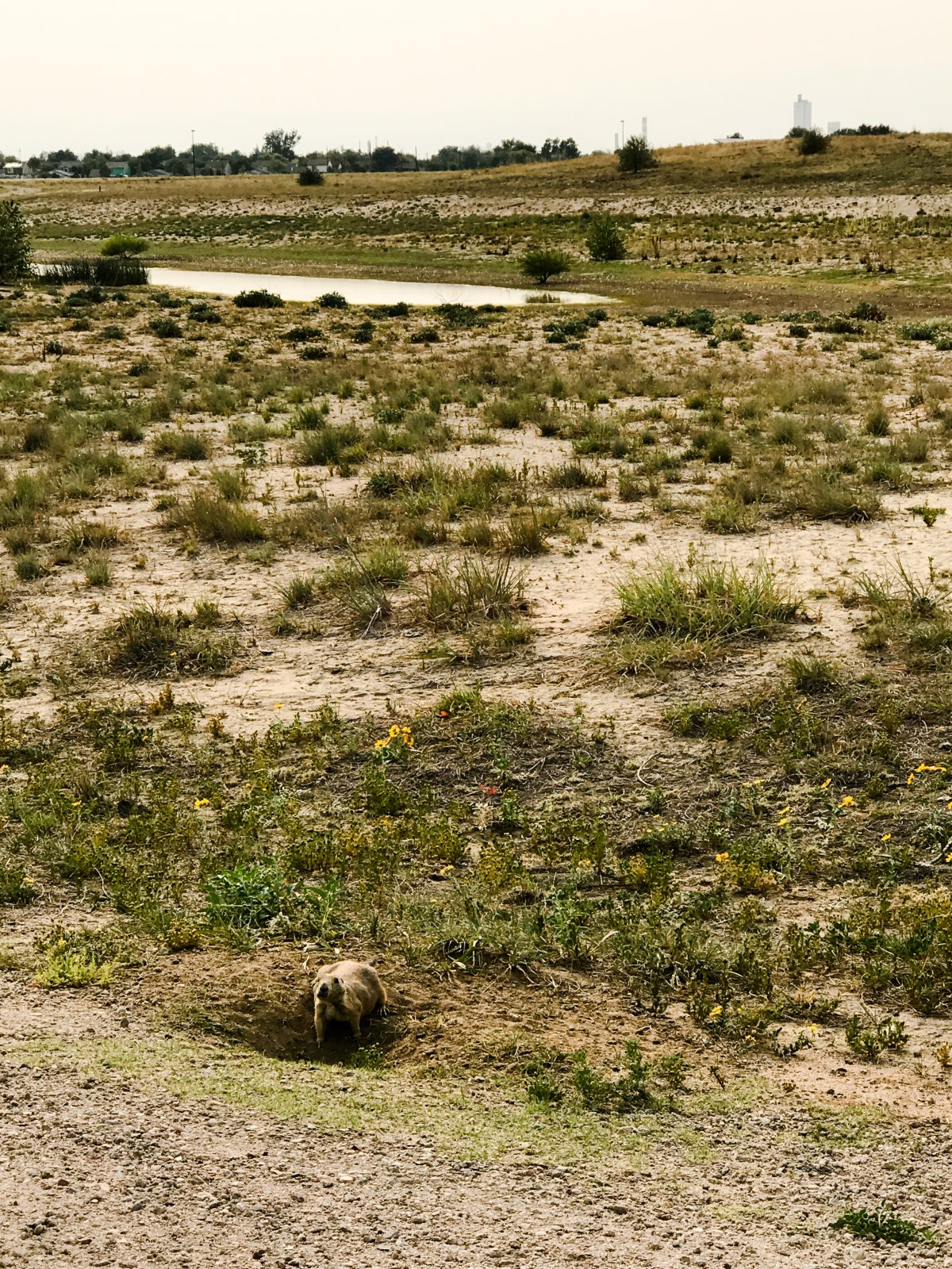 Rocky Mountain Arsenal Prairie Dog